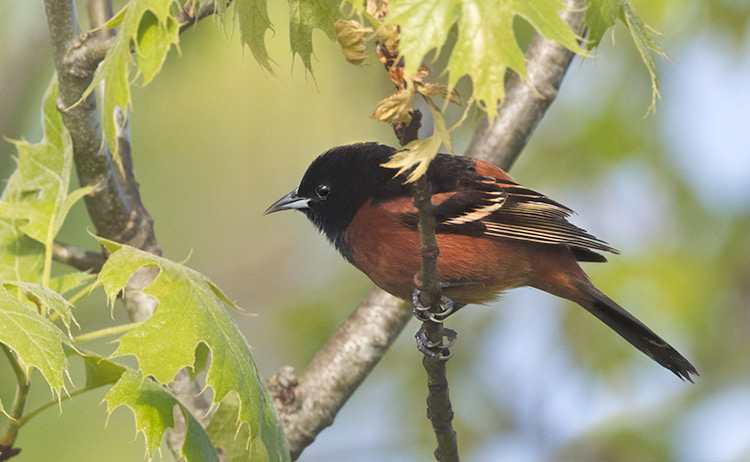 Orchard-Oriole_7853 Icterus spurius