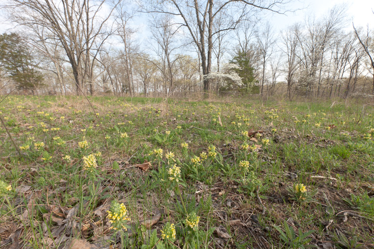 Pedicularis canadensis_1714 Wood Betony