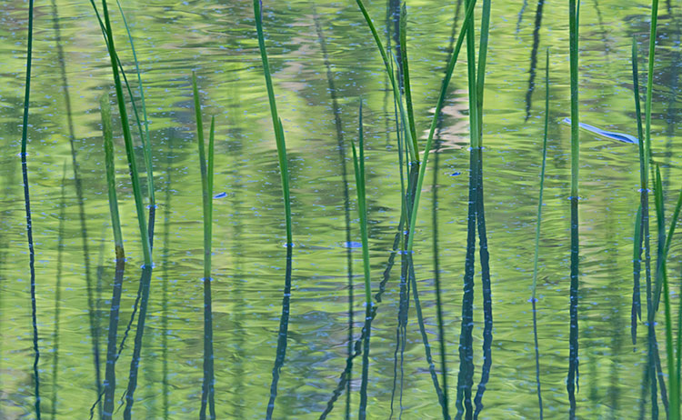 Pond Sedge