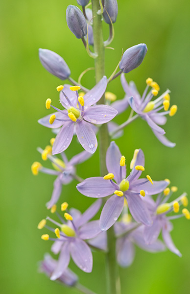 Camassia angusta