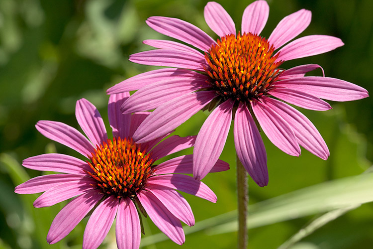 Purple Coneflower Echinacea purpurea