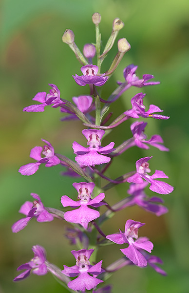 Purple Fringeless Orchid Platanthera peramoena