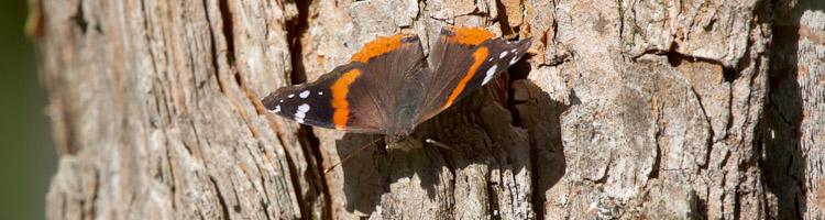 Red Admiral_6128 Vanessa atalanta