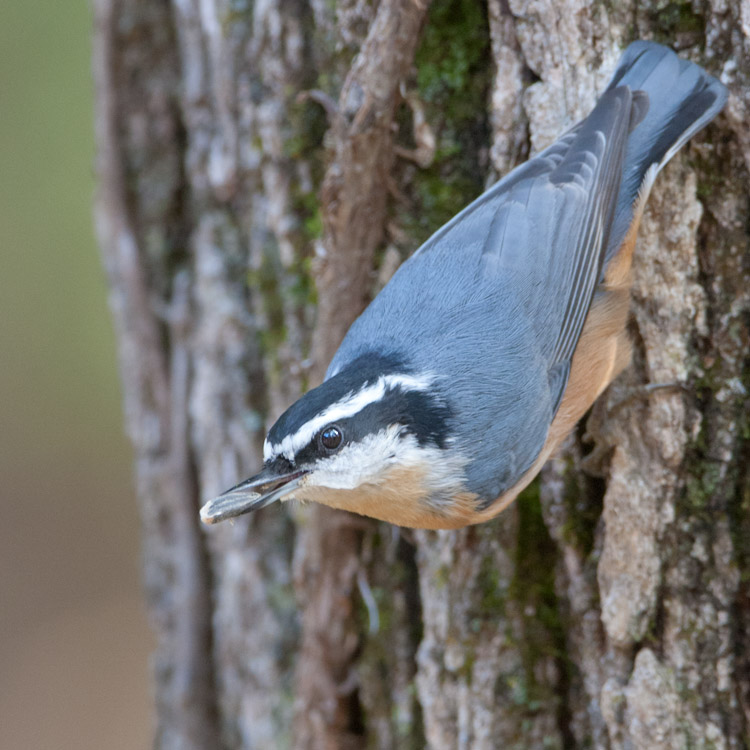 Red-breasted Nuthatch Sitta canadensis