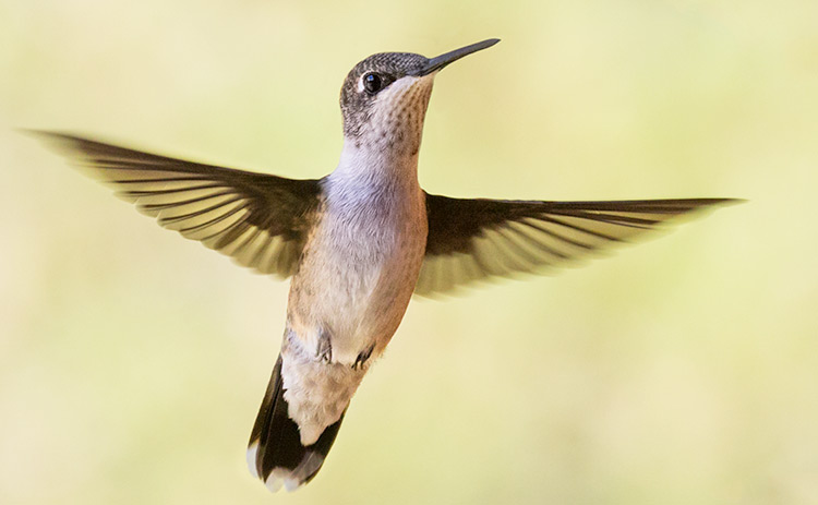 Ruby-throated Hummingbird Archilochus colubris