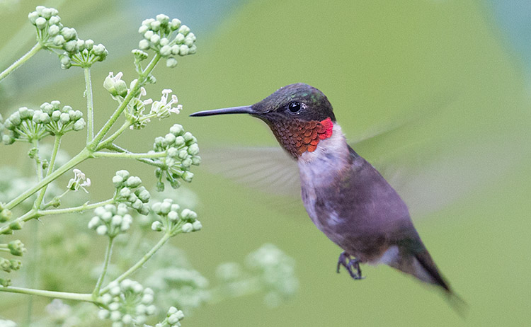 Ruby-throated Hummingbird Archilochus colubris, Aralia spinosa