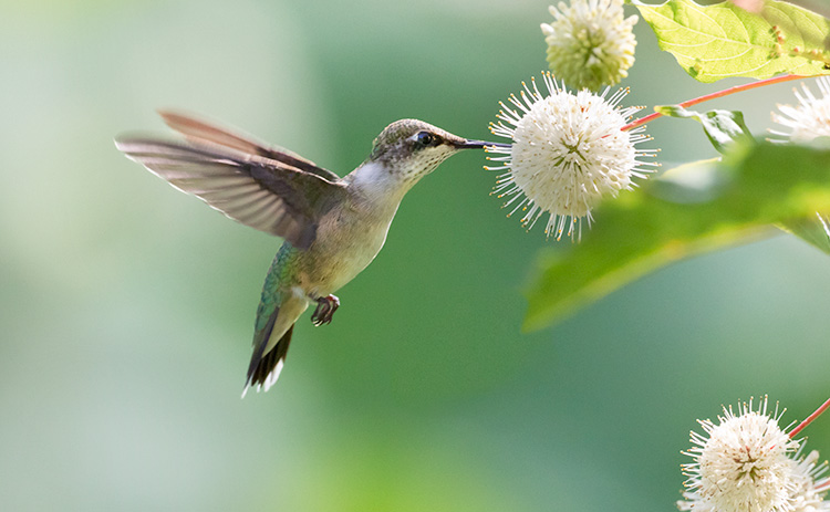 Ruby-throated Hummingbird Archilochus colubris