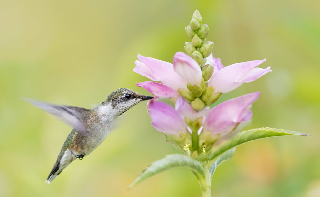 Ruby-throated Hummingbird