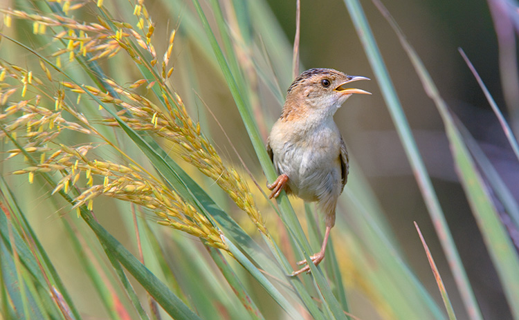 sedge wren habitat