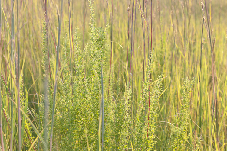 Lespedeza cuneata