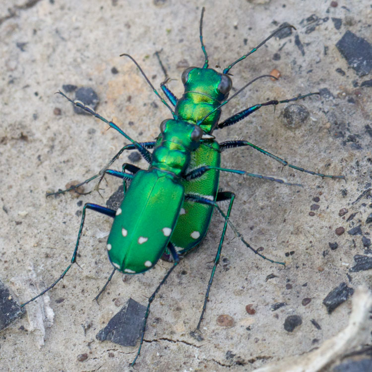 Six-spotted Green Beetle_8865_Blog Cicindela sexguttata