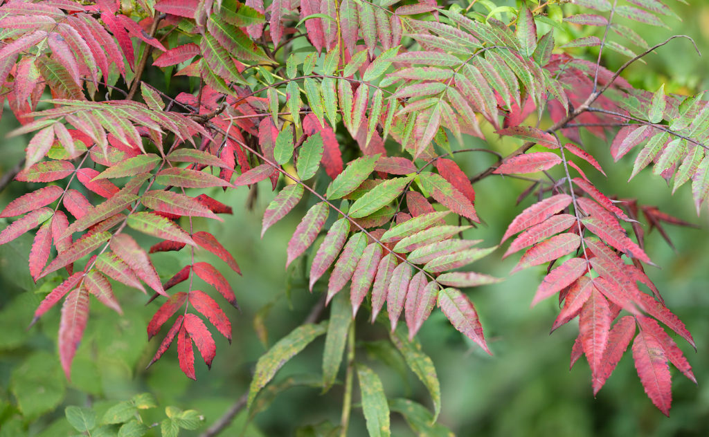 Smooth Sumac