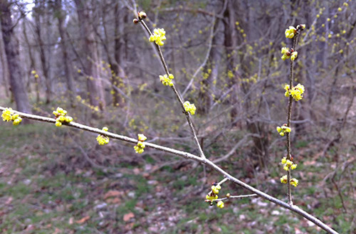 Spicebush-Blog