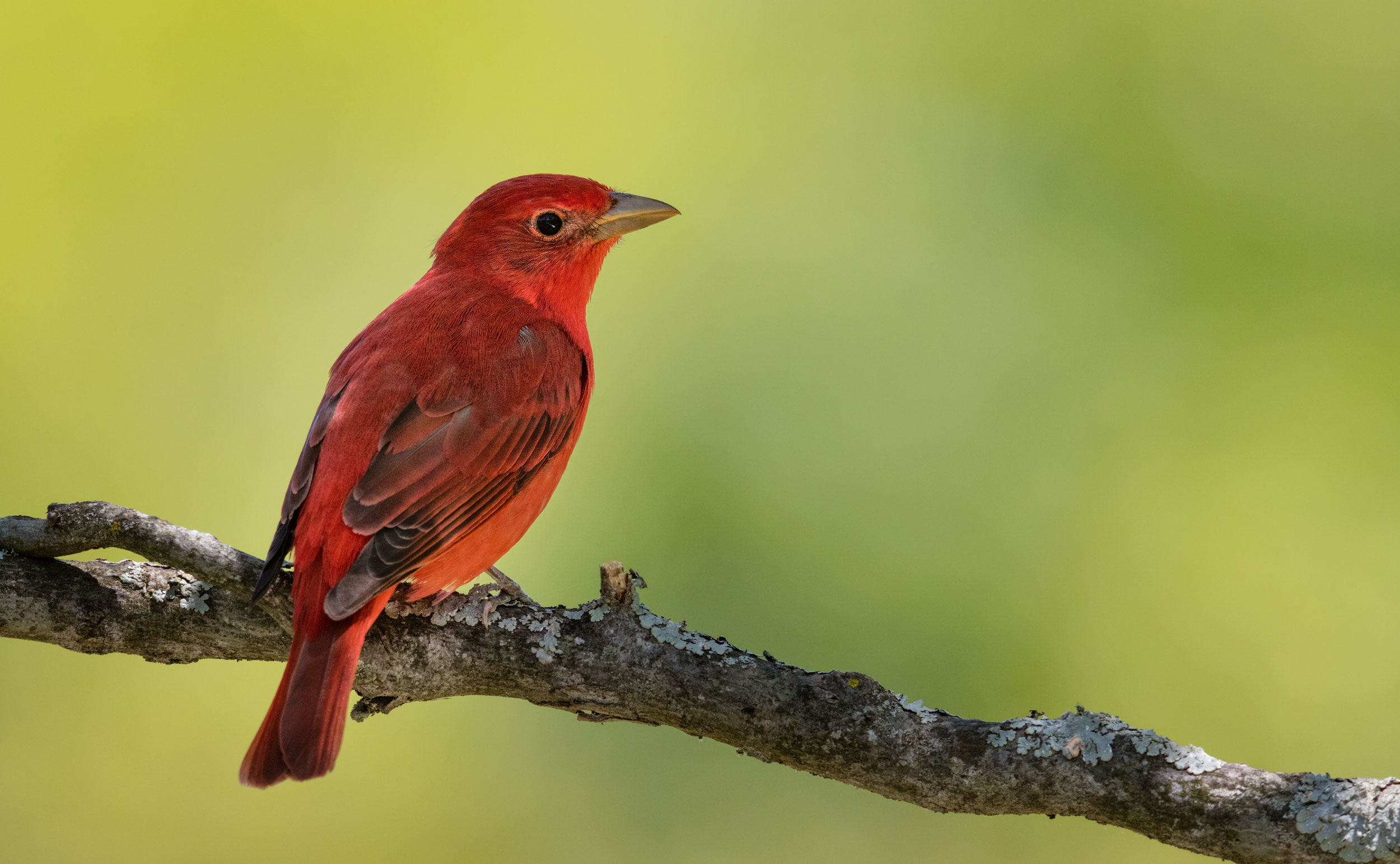 Summer Tanager