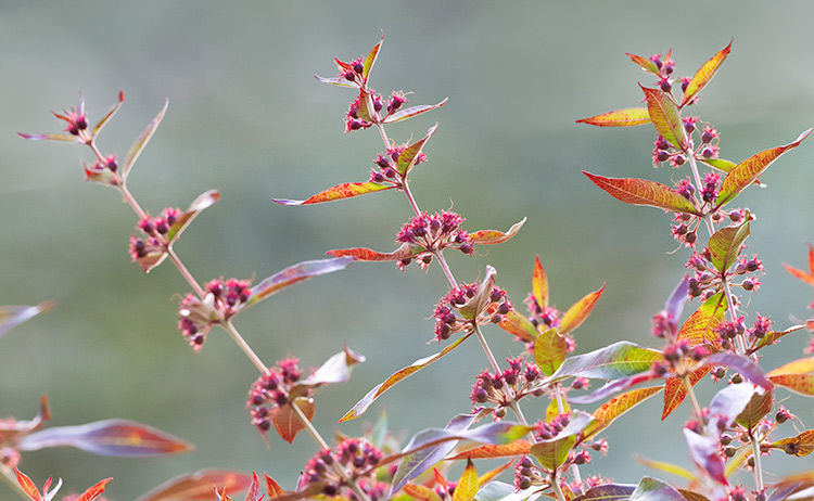 Swamp Loosestrife Decodon verticillatus