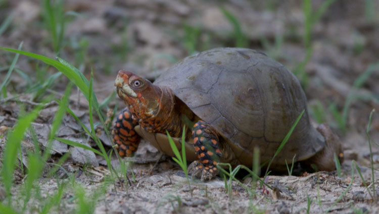 Three-toed Box Turtle_8332_Blog