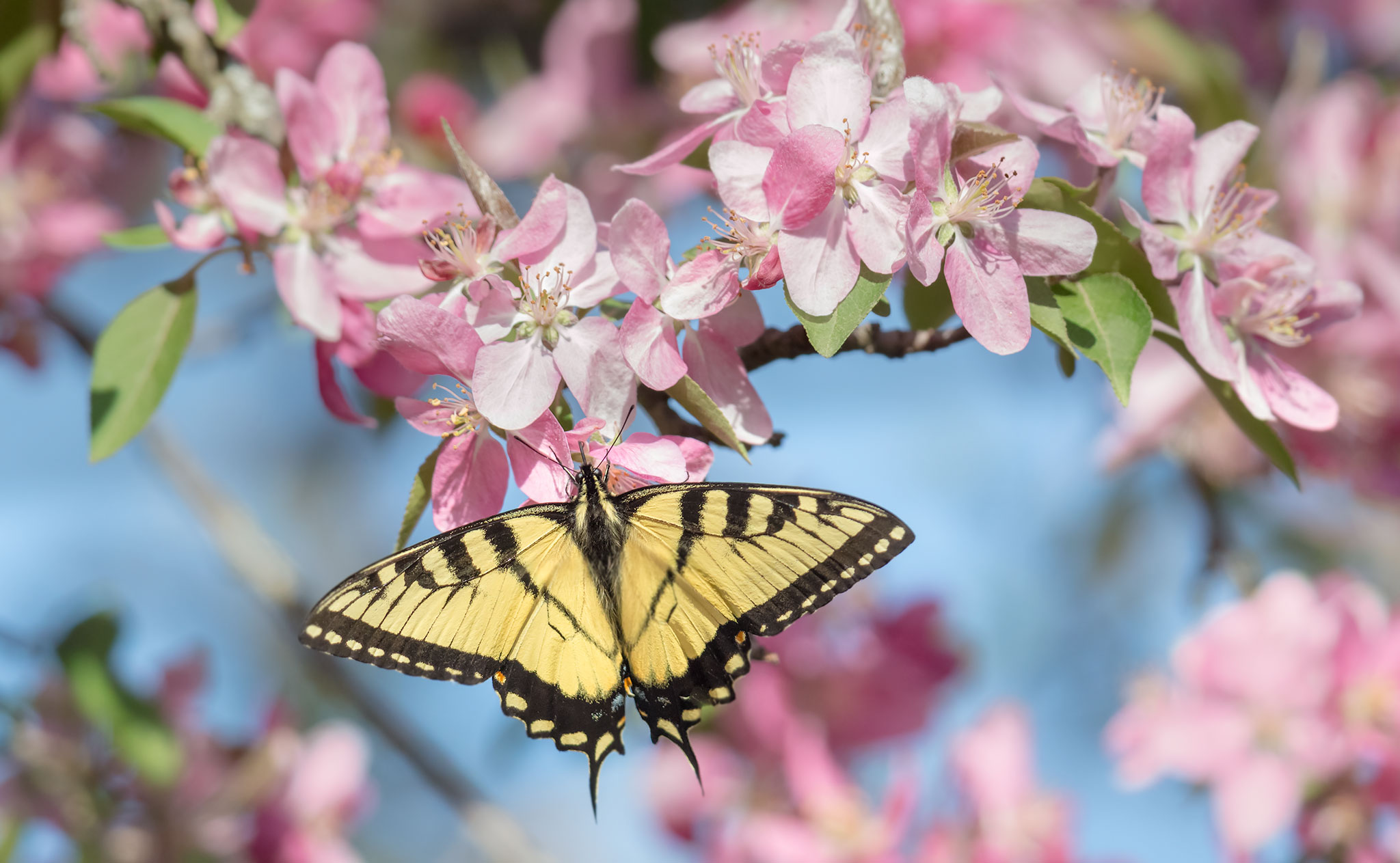 Papilio glaucus