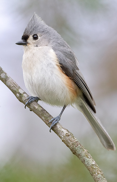 Tufted-Titmouse_6439 Baeolophus bicolor