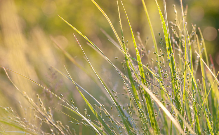 Unknown Sedge_3068_Blog