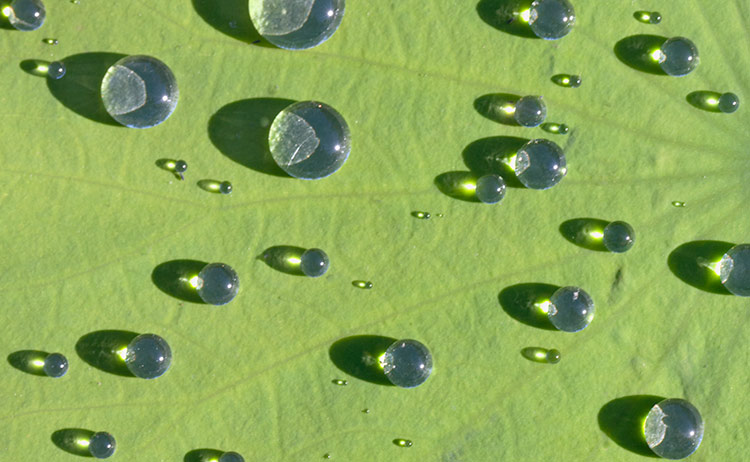 Water-Drops-on-Lotus-Leaf Nelumbo lutea