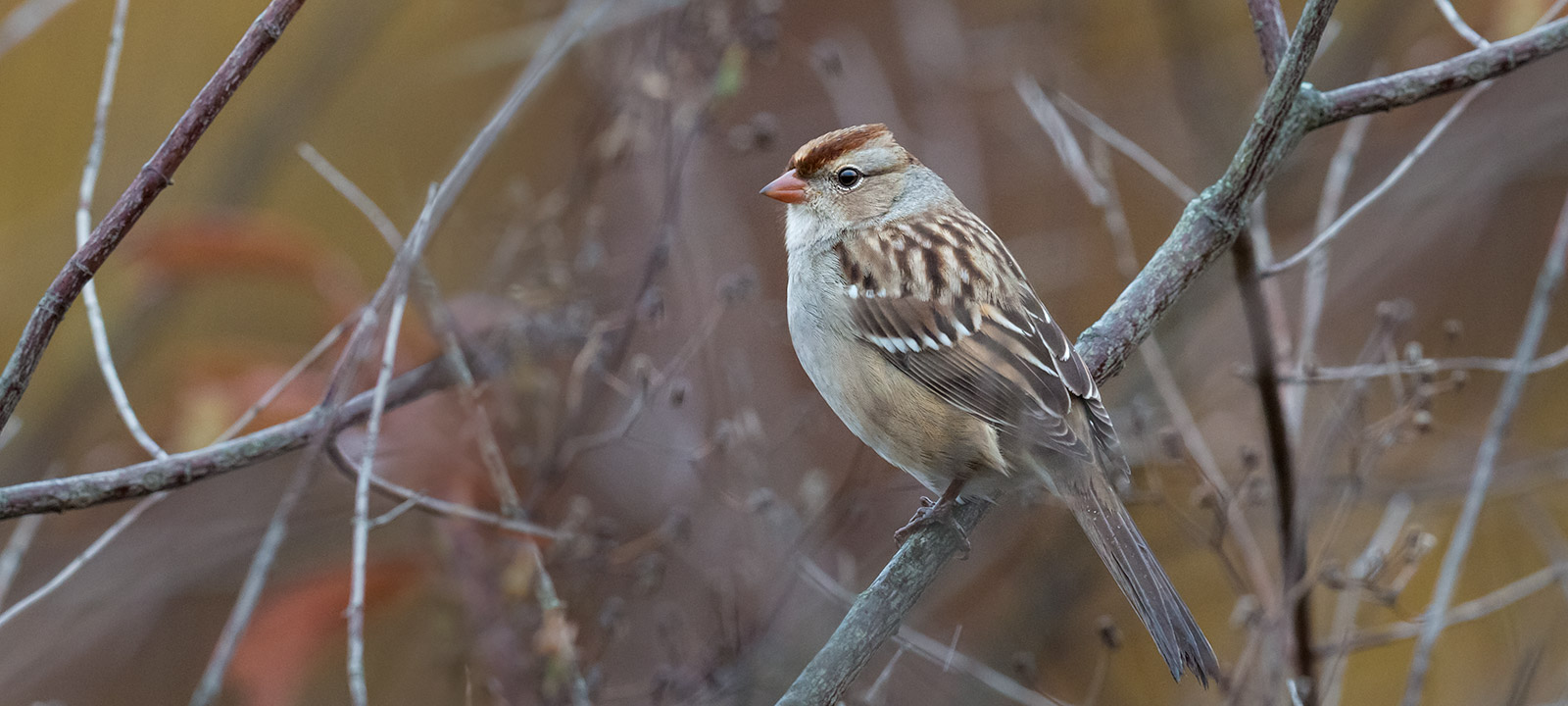Zonotrichia leucophrys