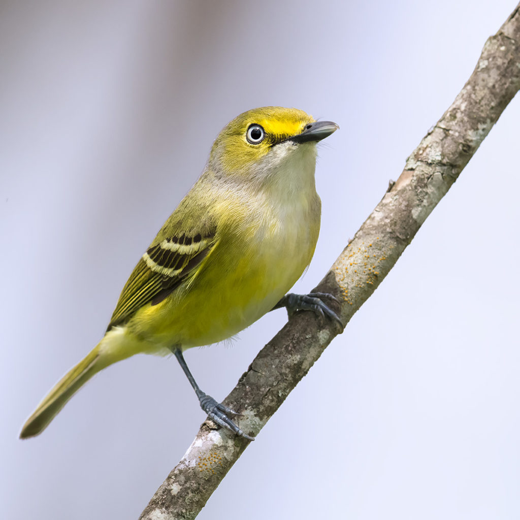 White-eyed Vireo, Vireo griseus