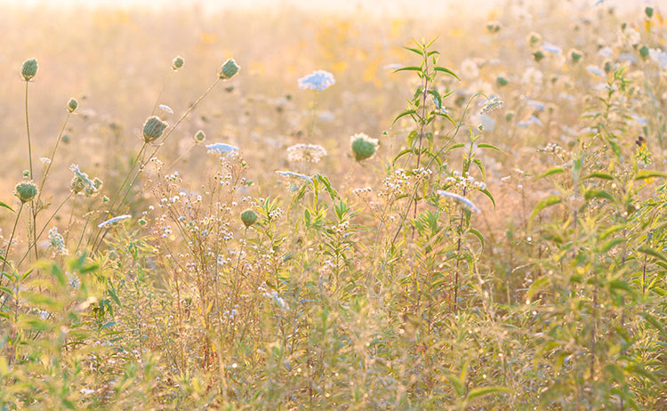 Daucus carota