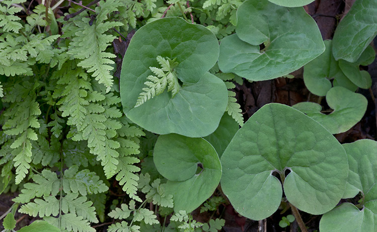 Asarum canadense