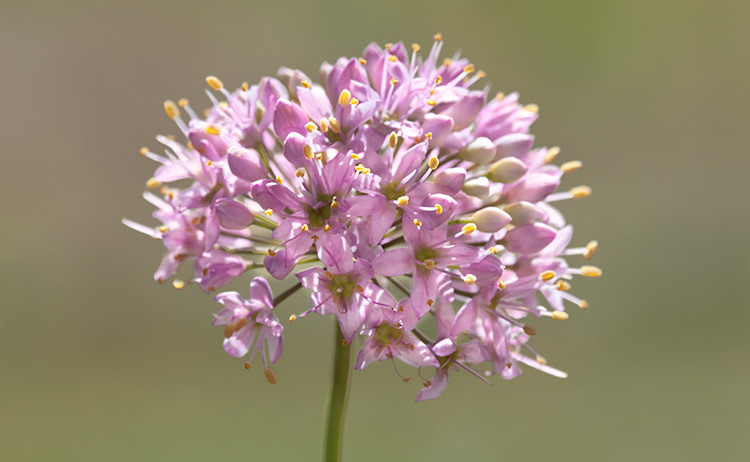 Allium stellatum