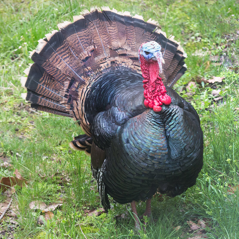 Wild Turkey