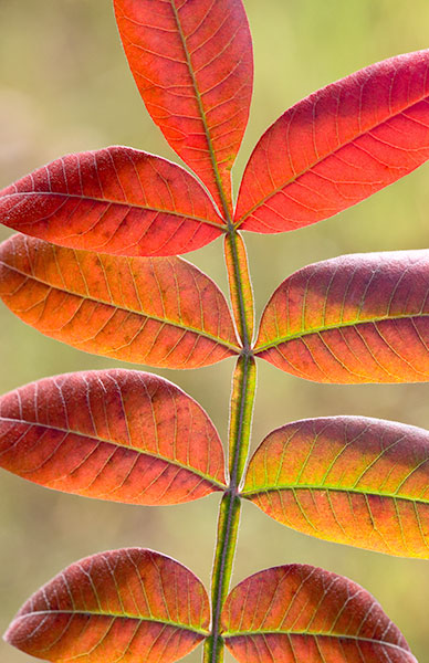 Rhus copallina