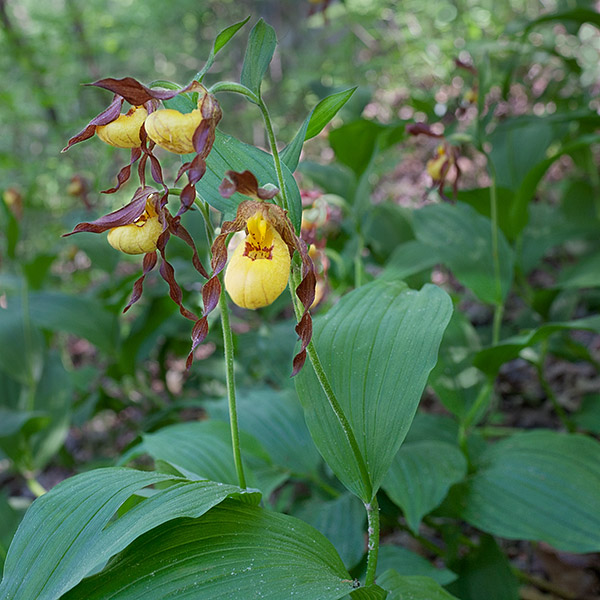 Yellow-Ladys-Slipper_5609 Cypripedium pubescens