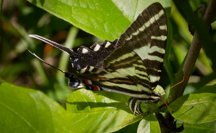 Zebra Swallowtail laying eggs on Paw Paw Protographium marcellus