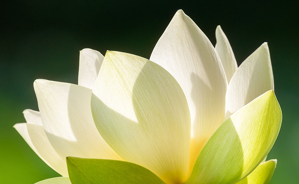 Nelumbo lutea