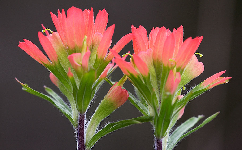 Castilleja coccinea