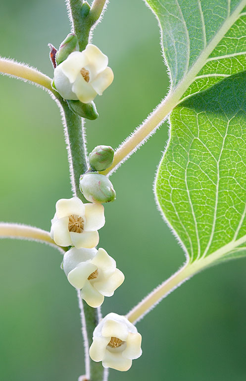 Diospyros virginiana