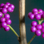 Thumbnail of http://American%20Beautyberry