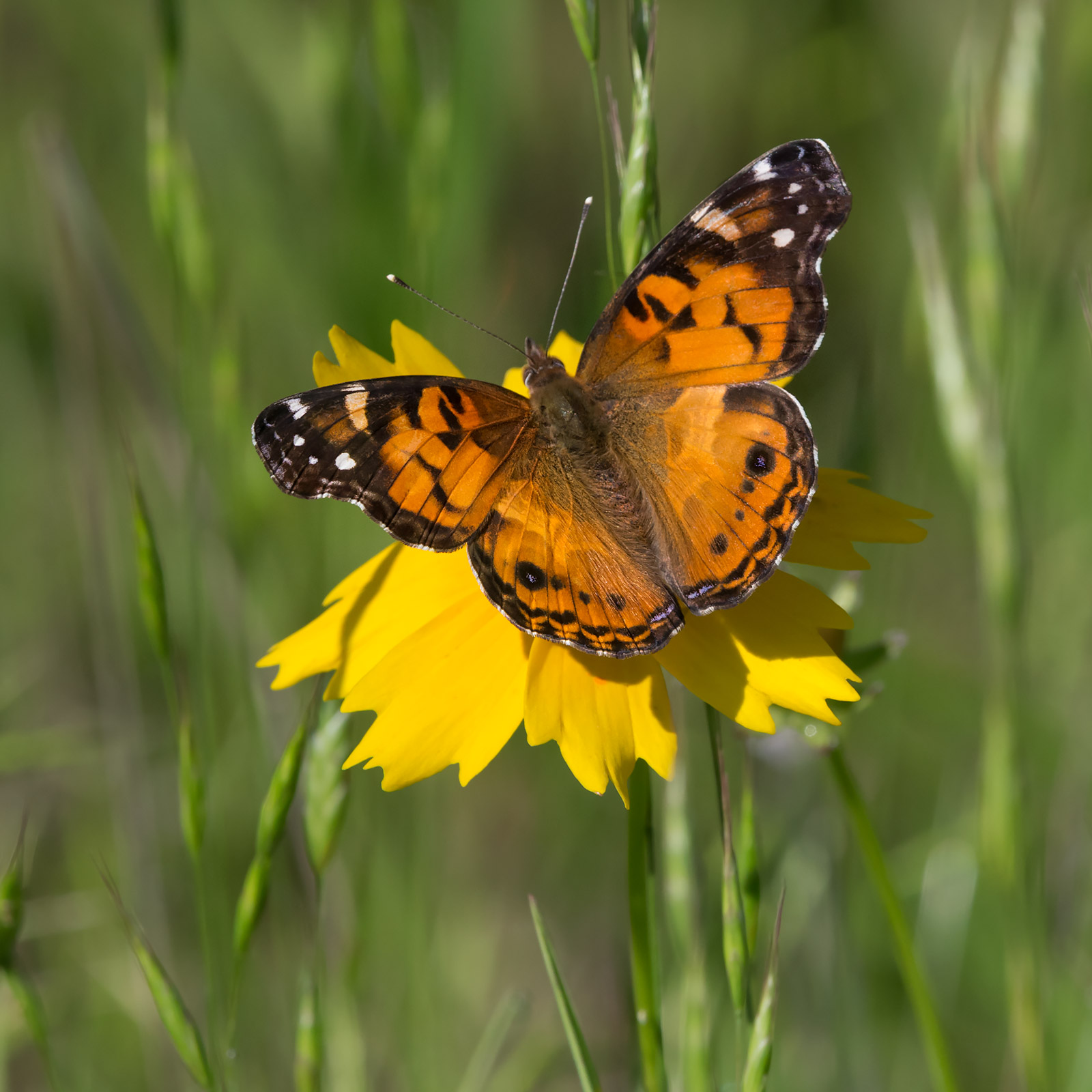 Vanessa virginiensis