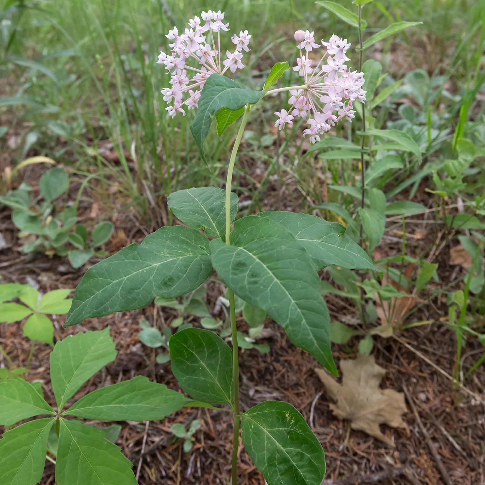 Fourleaf Milkweed, Whorled milkweed