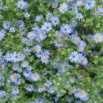 Thumbnail of http://Aromatic%20Aster