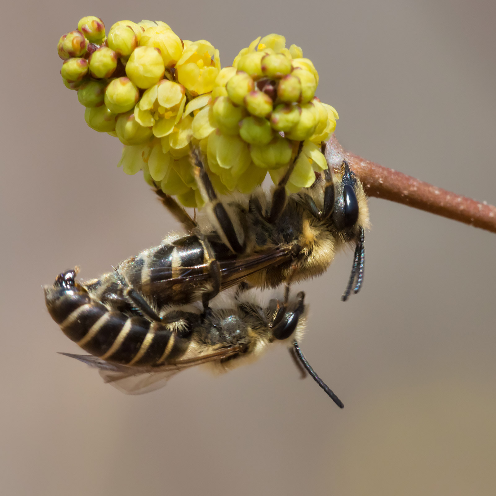 common solitary univoltine bee