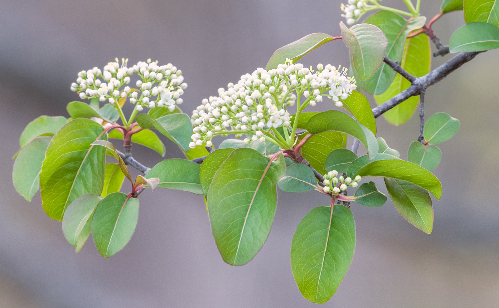 Viburnum prunifolium