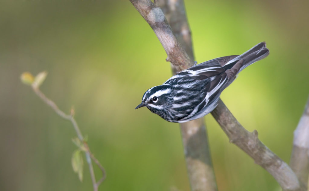 Black-and-White Warbler