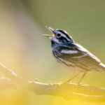 Thumbnail of http://Black%20and%20White%20Warbler