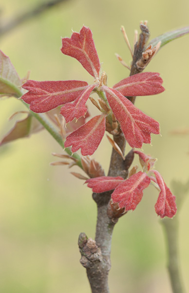 Quercus marilandica