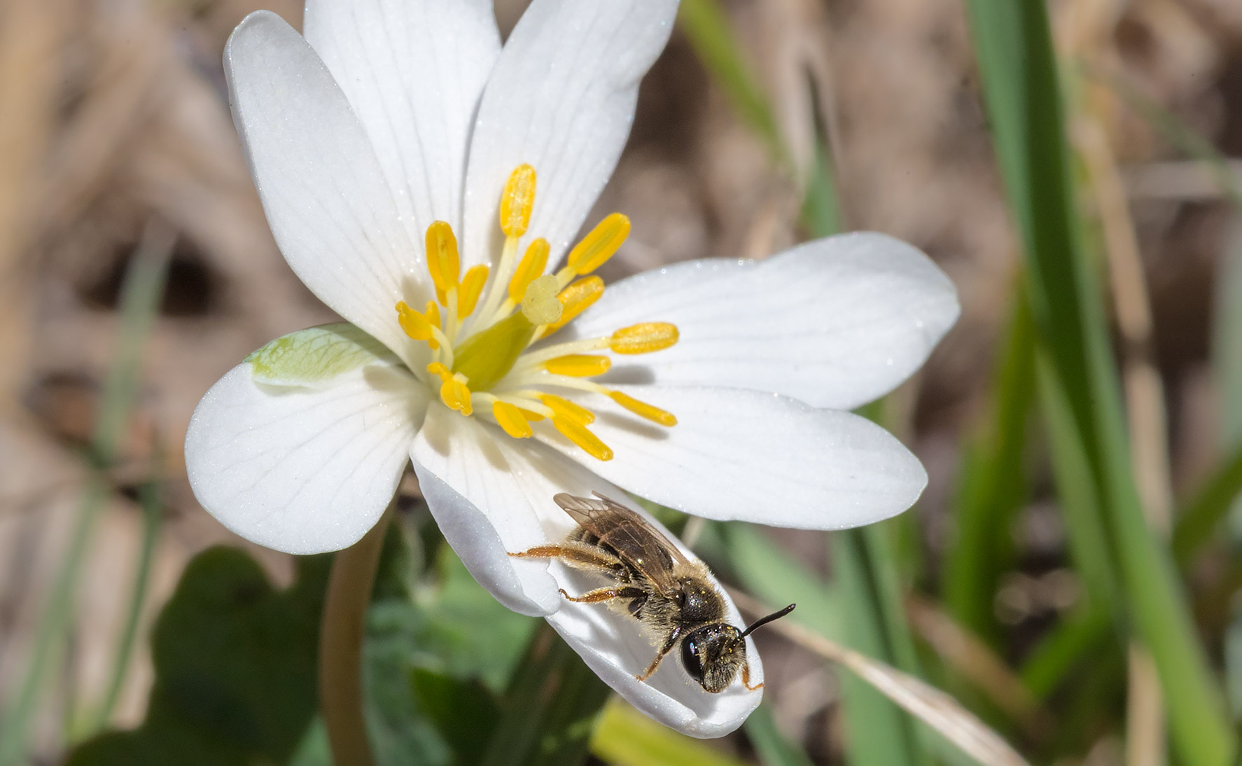 Sanguinaria canadensis