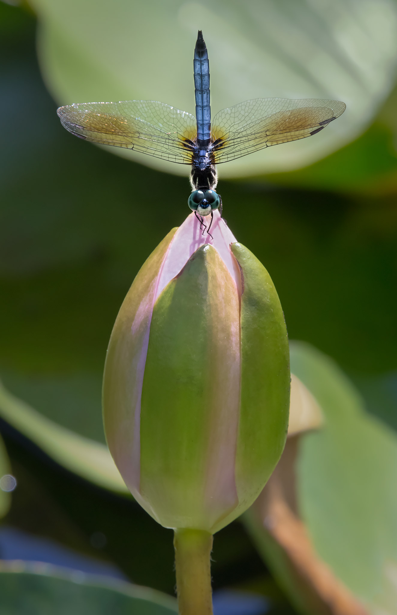 Pachydiplax longipennis