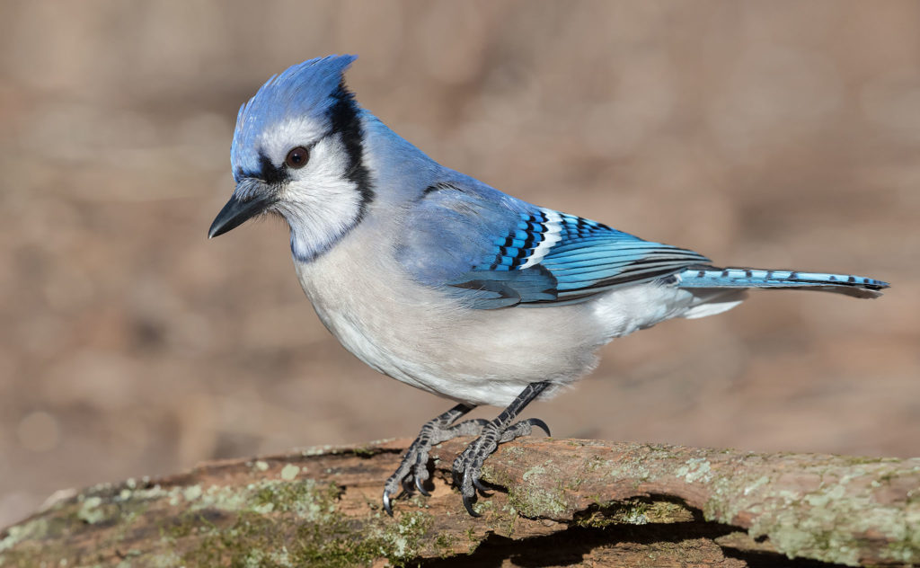 Cyanocitta cristata