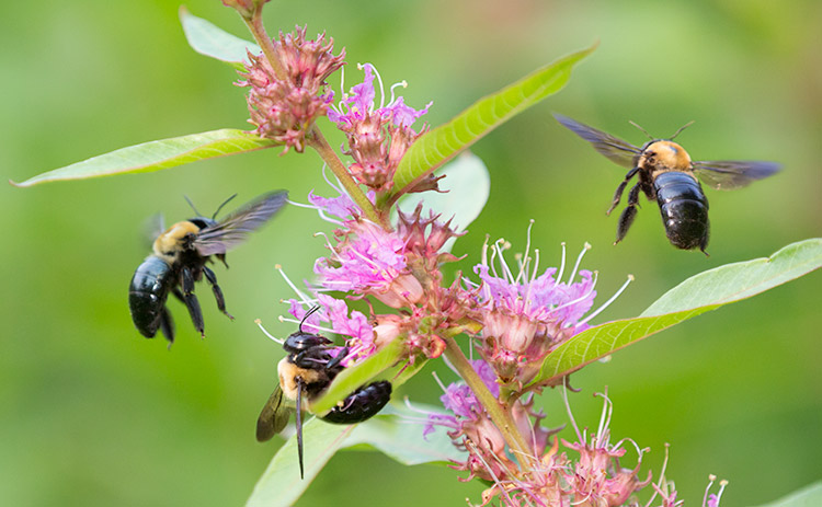 Bombus sp