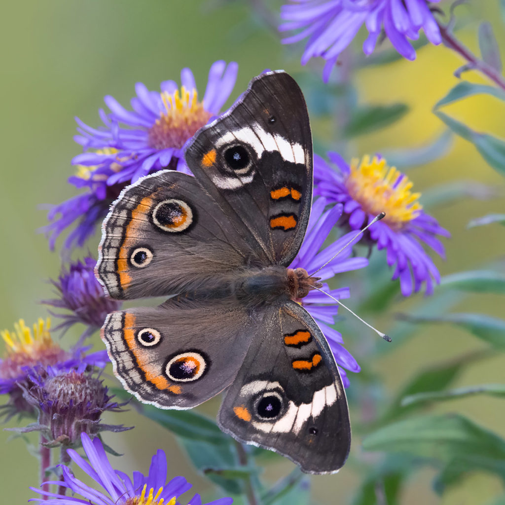 Junonia coenia